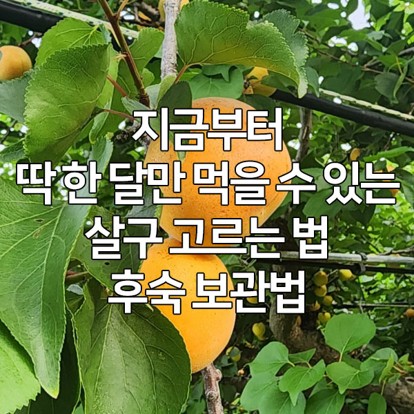 지금부터 딱 한 달만 먹을 수 있는 살구 고르는 법