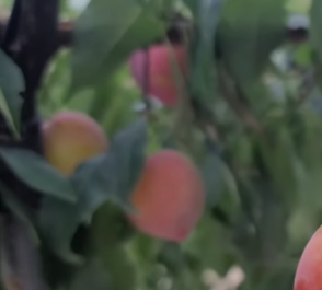 자두 열린 모습