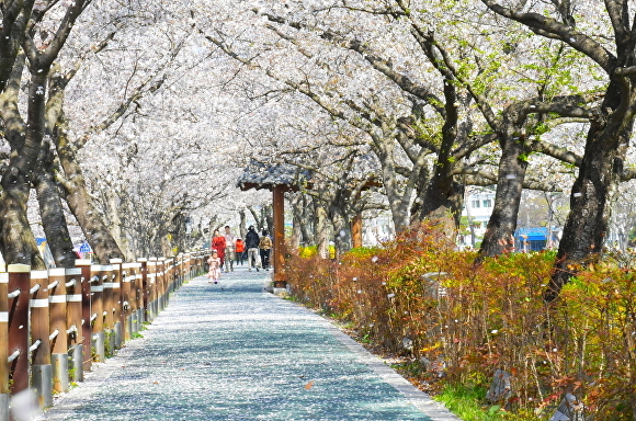 경기 벚꽃 드라이브 명소