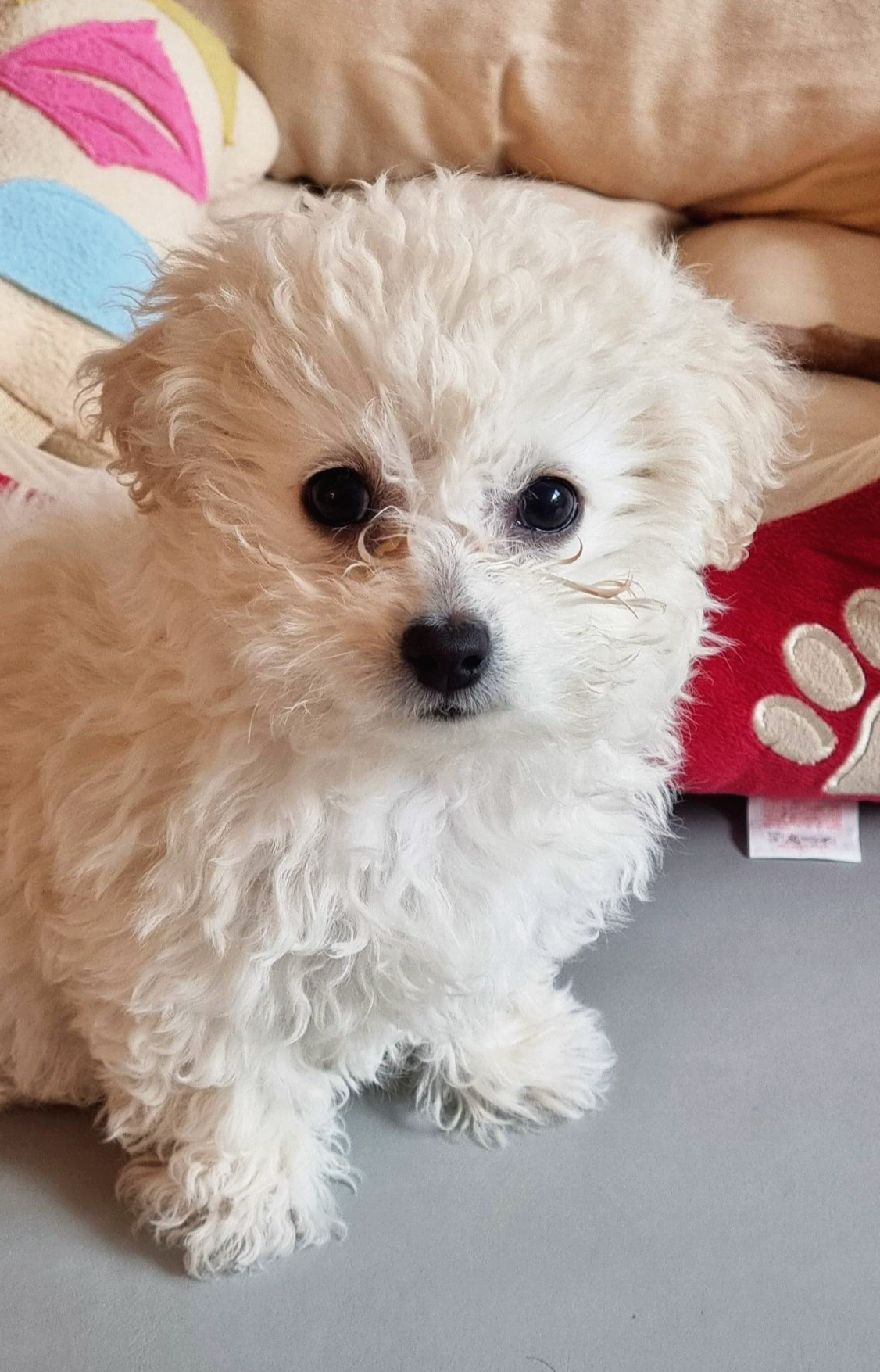 아기 강아지가 앉아서 기다리는 모습