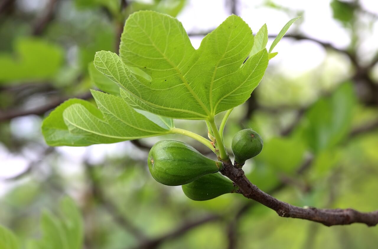 작물 수확 시기를 판단하는 핵심 기준 5가지