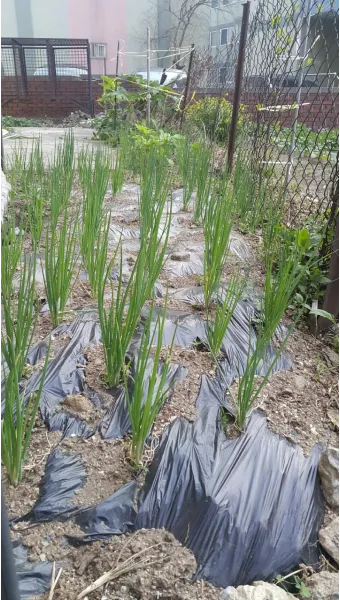 농사 물 관리 비가림 설치 배수로 정비 가뭄 대비 빗물 저장_20