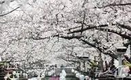 2026-진해-군항제-전야제