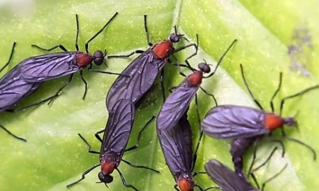 러브 버그 수명 퇴치방법 3가지 | 러브버그 시기 및 러브버그는 익충인가 해충인가?