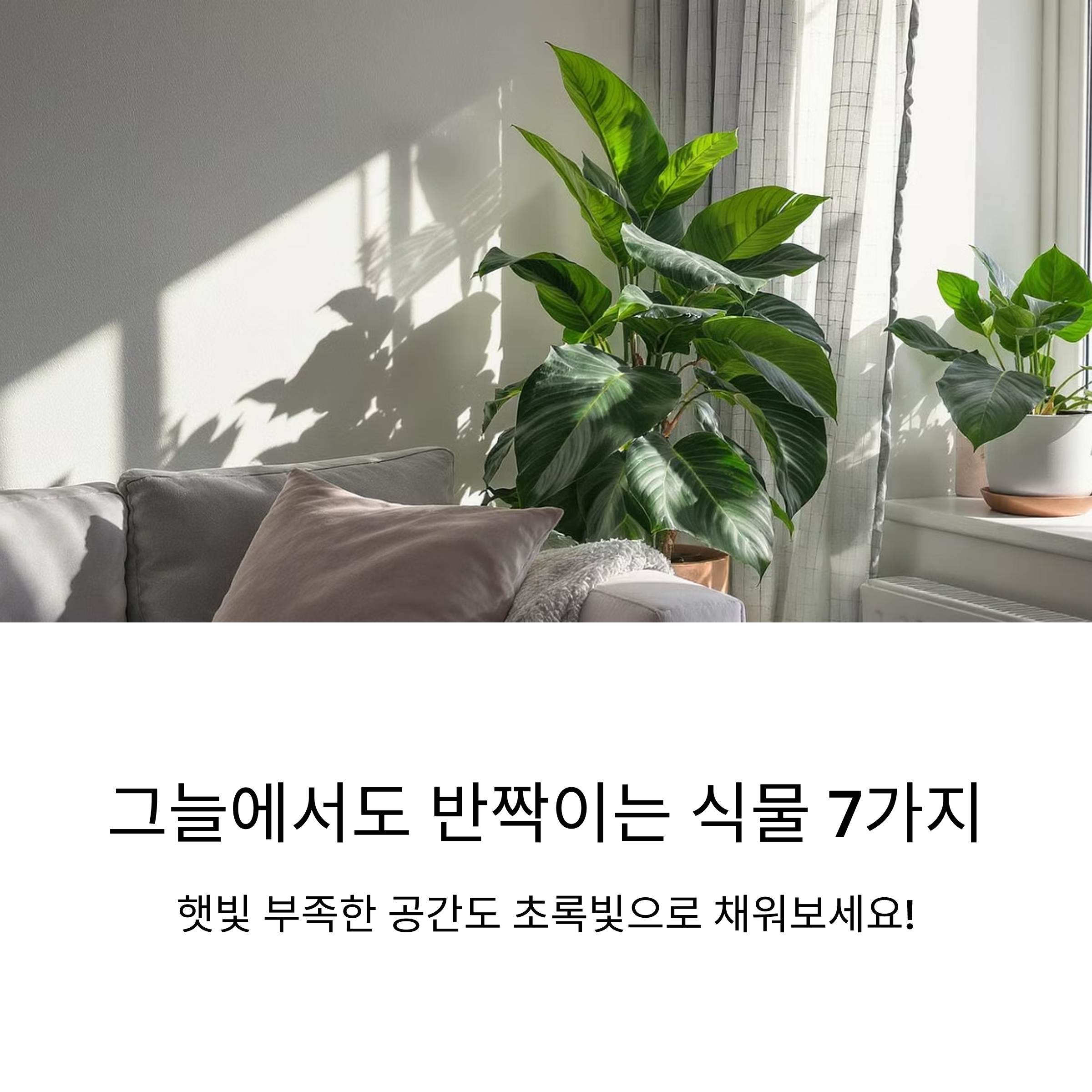 그늘에서도 잘 자라는 식물 7가지