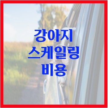 강아지-스케일링-비용