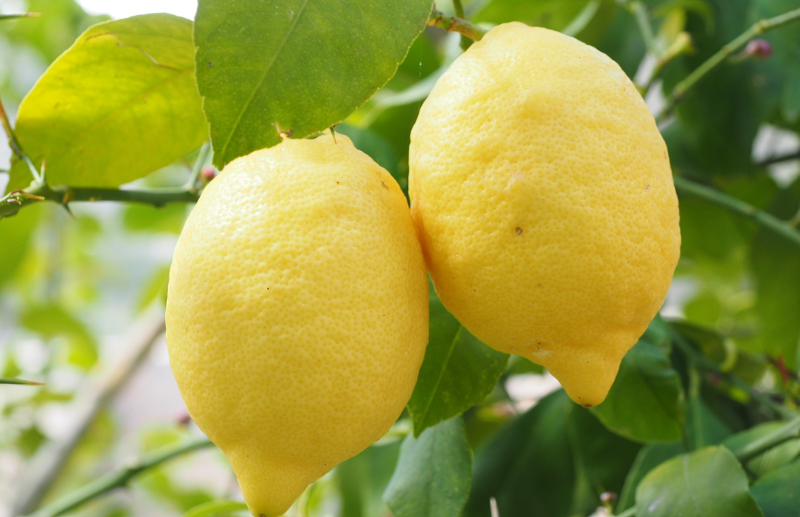 레몬 껍질 효능 섭취 방법 세척 보관 방법