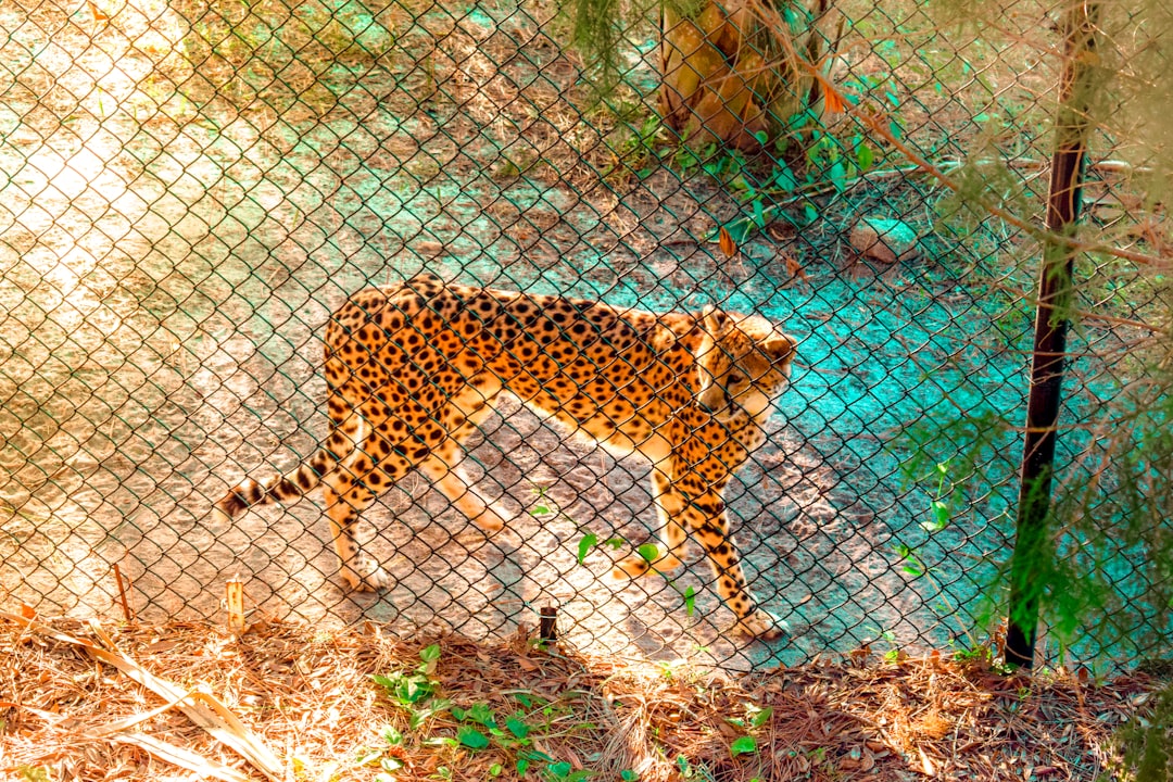 Conservation