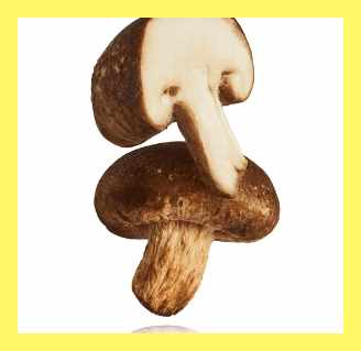 표고버섯-보관방법