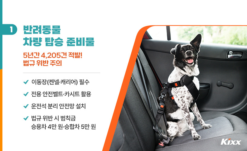 차량에서 강아지가 편안하게 이동하는 모습