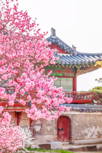 창덕궁 만첩홍매화 개화시기 명소_3
