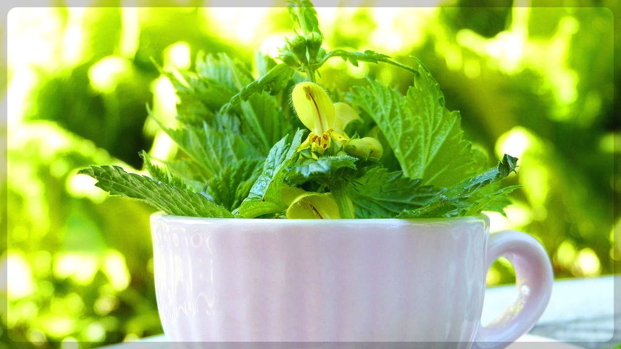 해독, 찾잔, 허브, 차, 약초