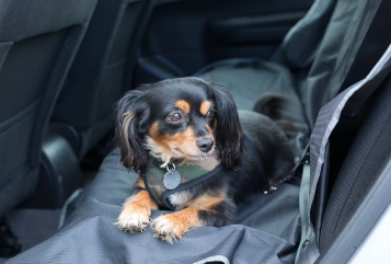 차 안의 강아지