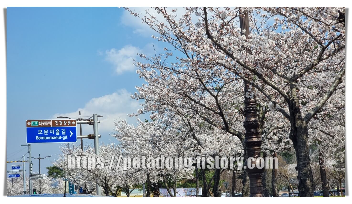 경주 벚꽃