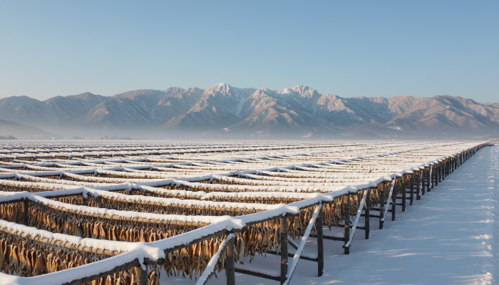 강원도 인제 용대리 덕장에서 눈 덮인 산을 배경으로 겨울바람에 말려지고 있는 노란 황태들의 모습