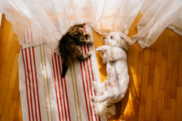 동물이 등장하는 꿈이 의미하는 것은?