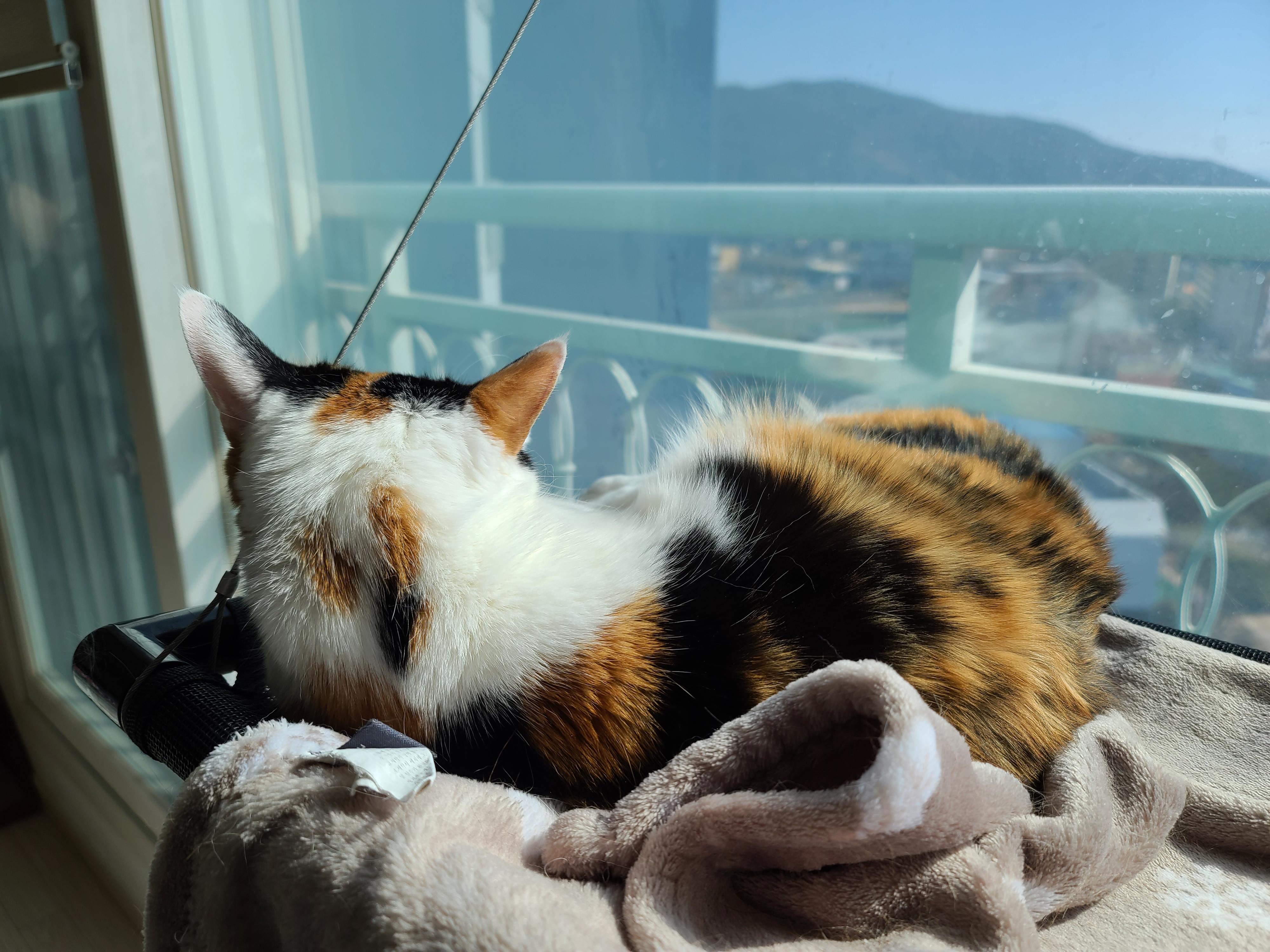 고양이들이 창밖을 보는 이유와 방묘창, 방묘문의 중요성