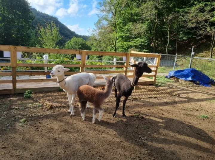 팔공산 알파카