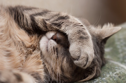 머리를 품은 고양이.