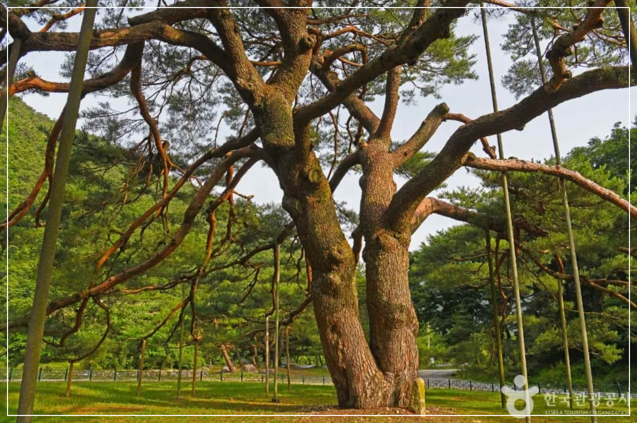 보은 가볼만한곳 베스트10 보은 서원리 소나무