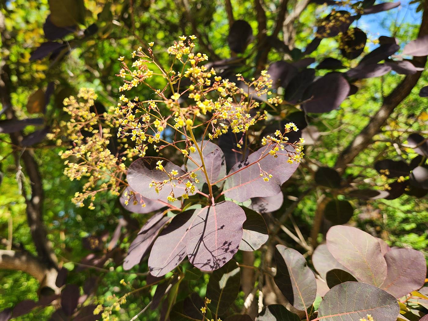 안개나무(자엽안개나무) Smoke tree