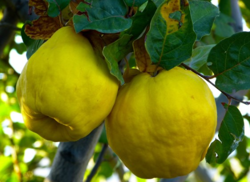 목감기에 좋은 과일 8가지