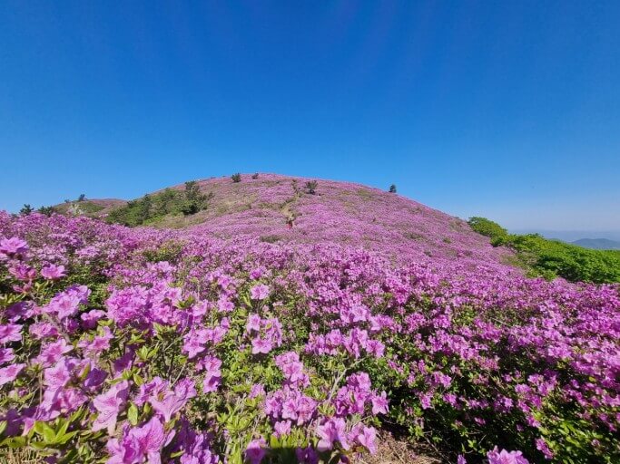 2025년 보성 일림산 철쭉 트레킹 사진