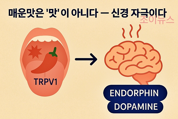 매운맛의 정체 - 통각