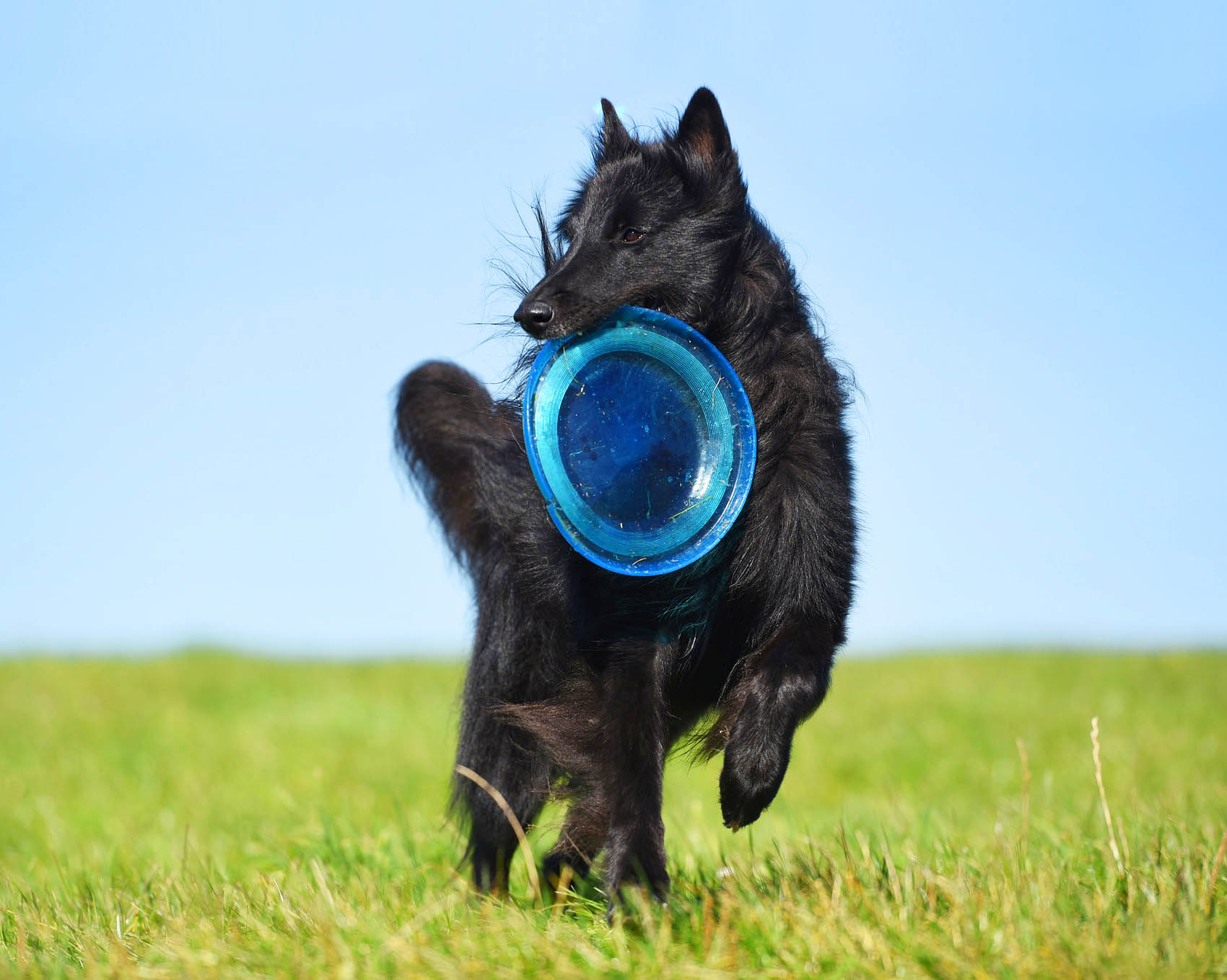 반려견 프리즈비 훈련 관련 사진