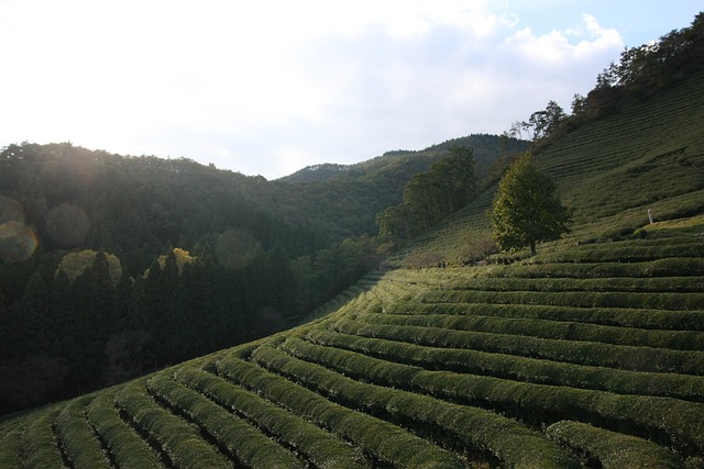 보성