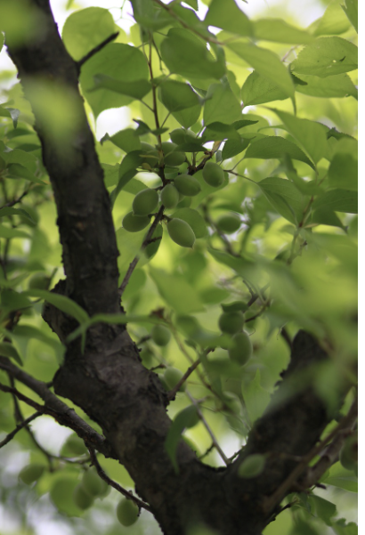 자연 잎 매실 매화 과일 식물 초록