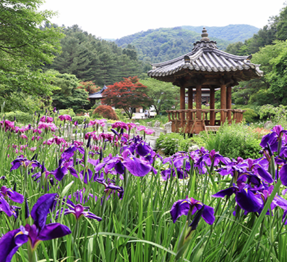 아침고요수목원 아이리스 사진1
