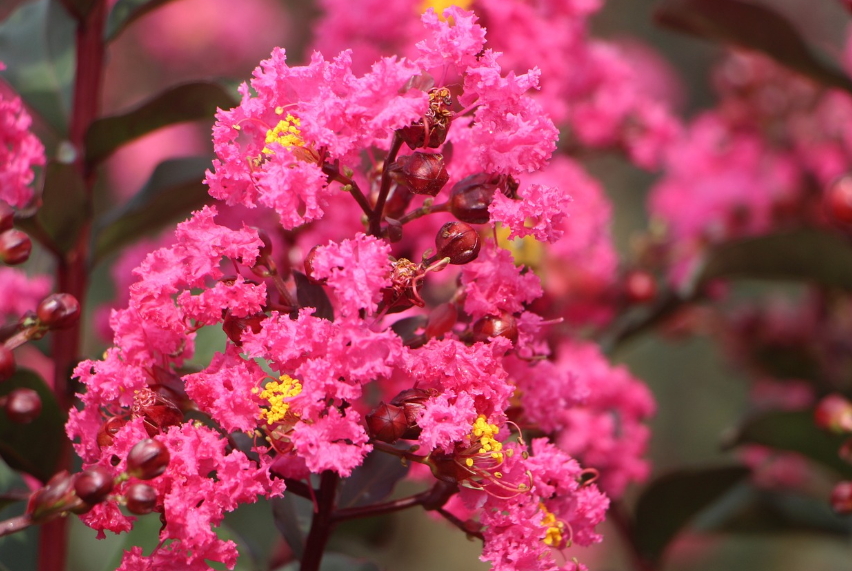 수도권 10월 축제: 하남억새 자라섬가을꽃 양주천일홍