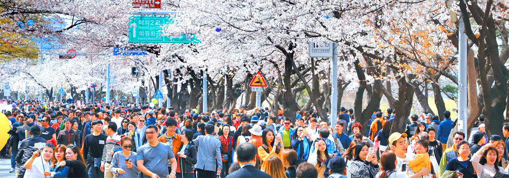 여의도 벚꽃축제