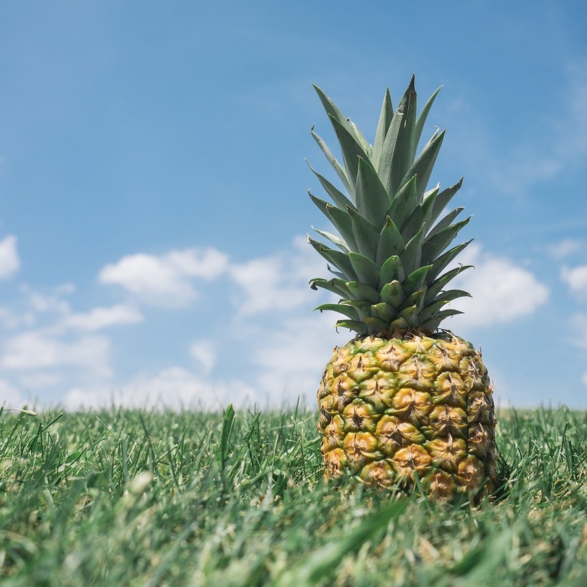 브로멜라인(Bromelain)이 풍부하게 함유되어 있는 파인애플의 사진