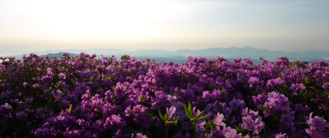 5월에 꼭 가봐야 할 적국 봄꽃 명소