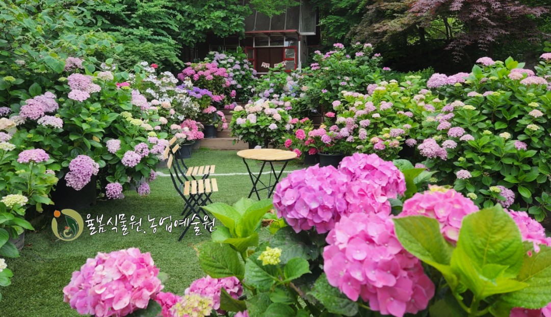 6월 수국 여행지 추천