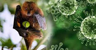 Nipah 바이러스는 박쥐로부터 사람에게
