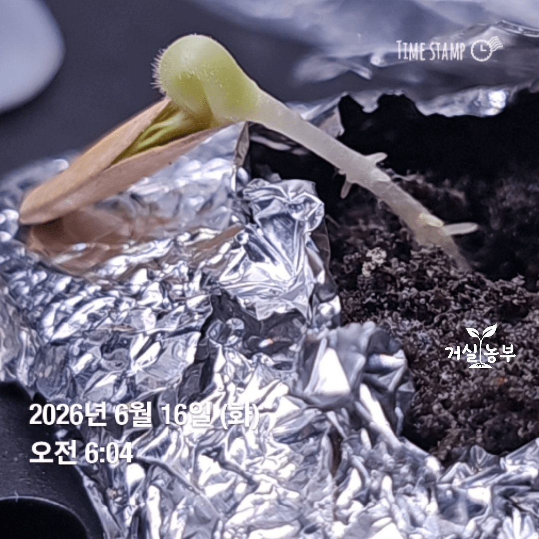 서비스로 받은 허니듀 씨앗을 발아시켜 키우기 시작한 어린 허니듀 모종