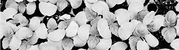 들깨 재배방법: 30-40cm