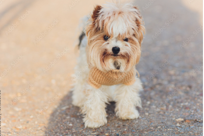 오스트레일리안 실키 테리어(Australian Silky Terrier) 이미지