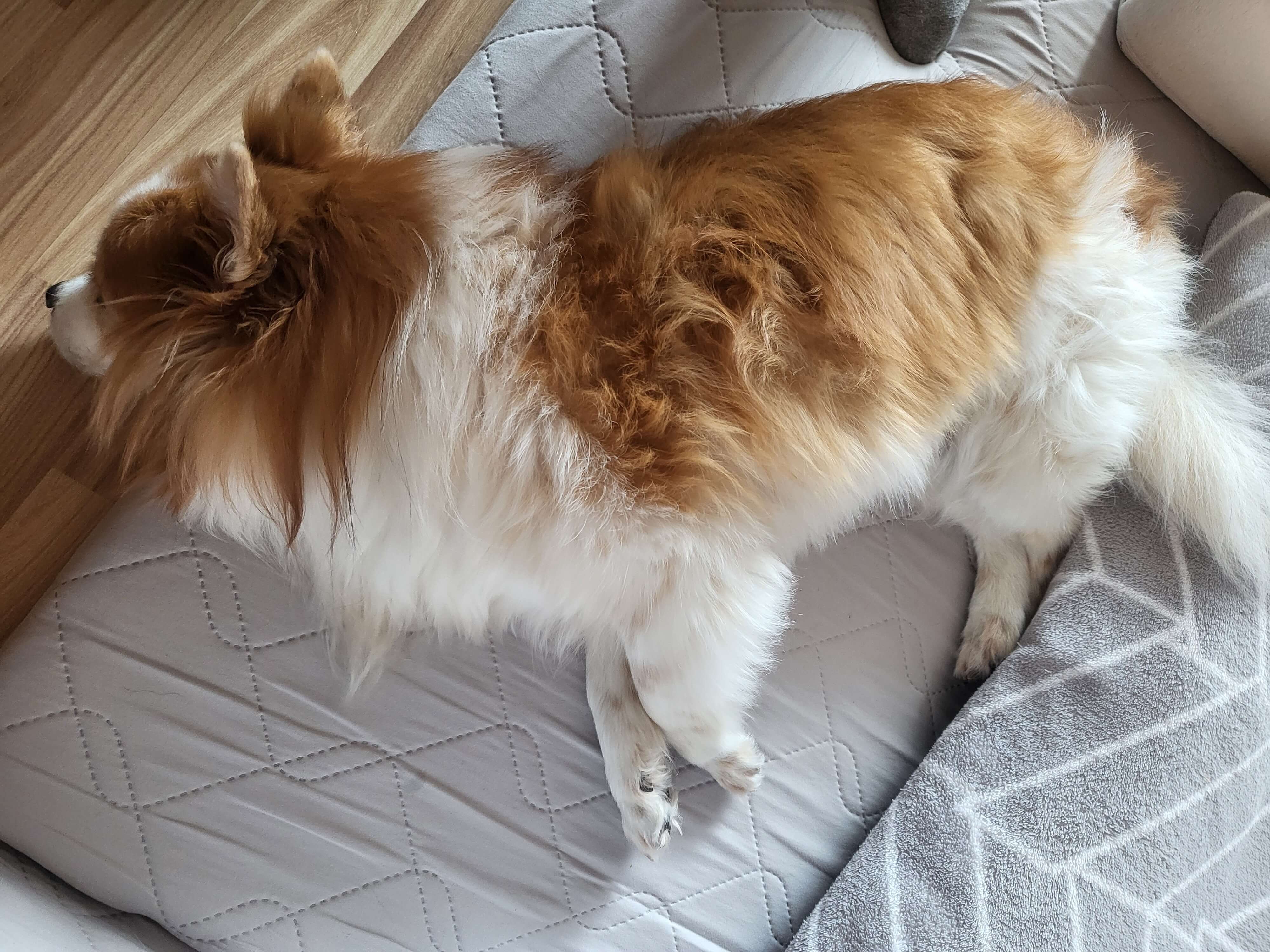 노견 수면시간, 나이가 들수록 변화하는 이유와 관리 방법