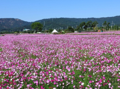 가을에 피는 꽃 종류 코스모스-남양주 코스모스축제