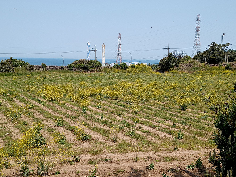 올레길 18코스: 간세라운지x관덕정분식에서 조천만세동산까지