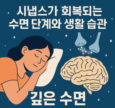 시냅스가 회복되는 수면 단계 관련 사진
