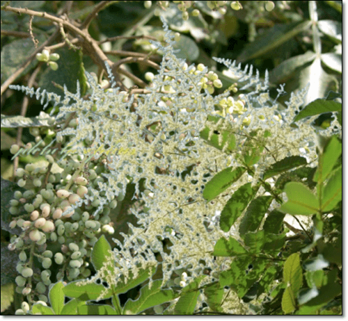 붉나무 효능 및 오배자, 활용법과 주의점