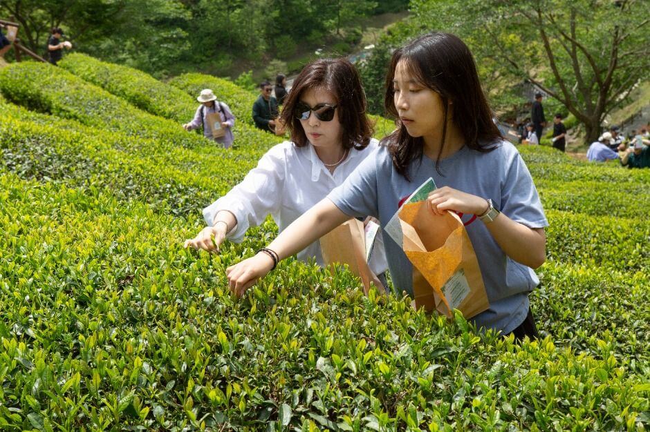 보성 다향대축제 2026