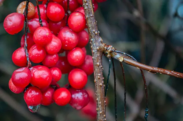 오미자 자연 방어력 높여줌