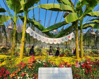 서산 국화축제_3