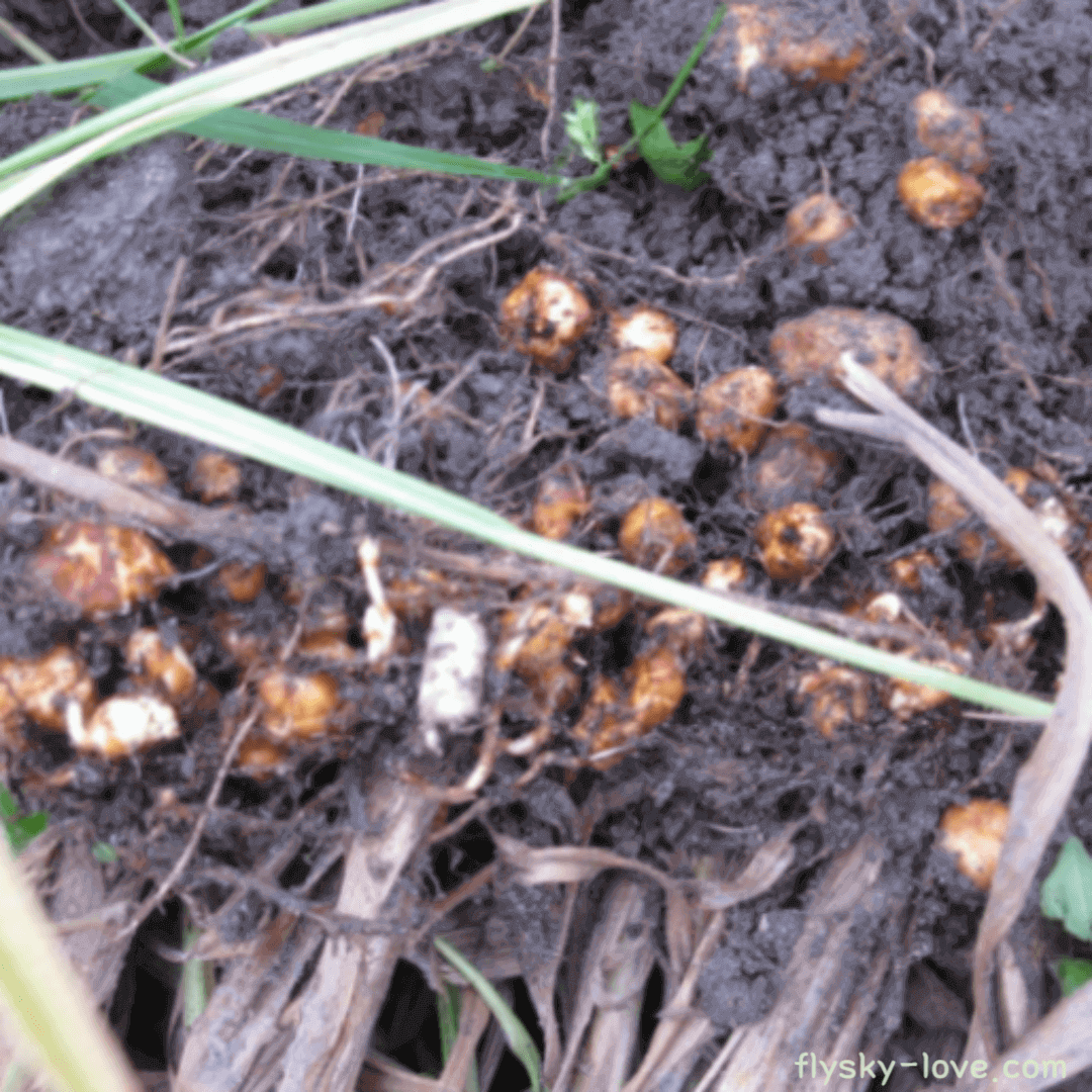 기름골, 타이거너트(Tiger Nut) 효능
